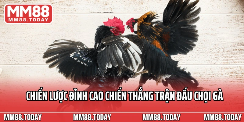 Chiến lược đỉnh cao chiến thắng trận đấu chọi gà