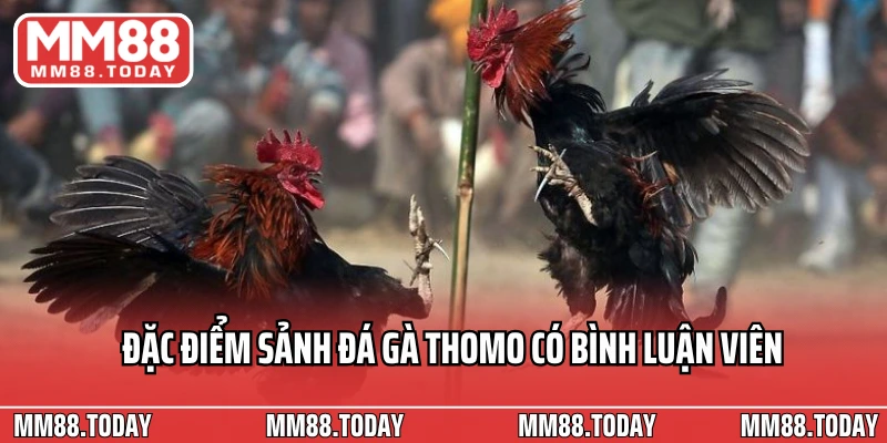 Đặc điểm sảnh đá gà Thomo có bình luận viên