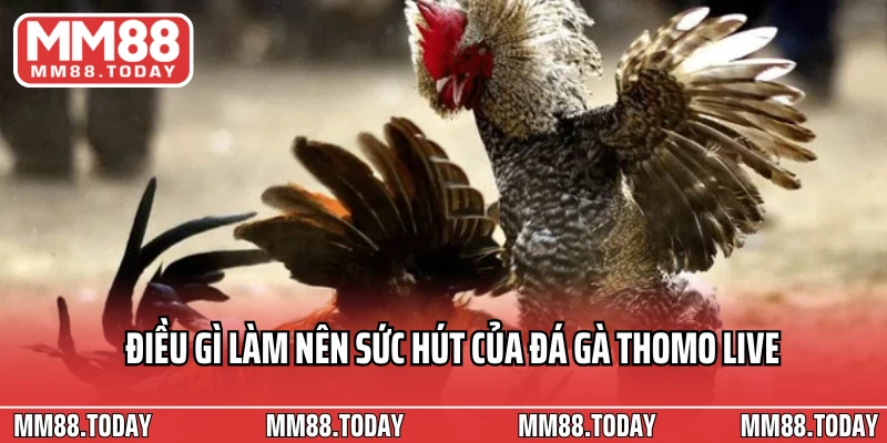 Điều gì làm nên sức hút của đá gà Thomo live