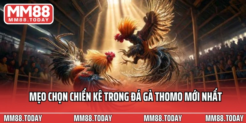 Mẹo chọn chiến kê trong đá gà Thomo mới nhất