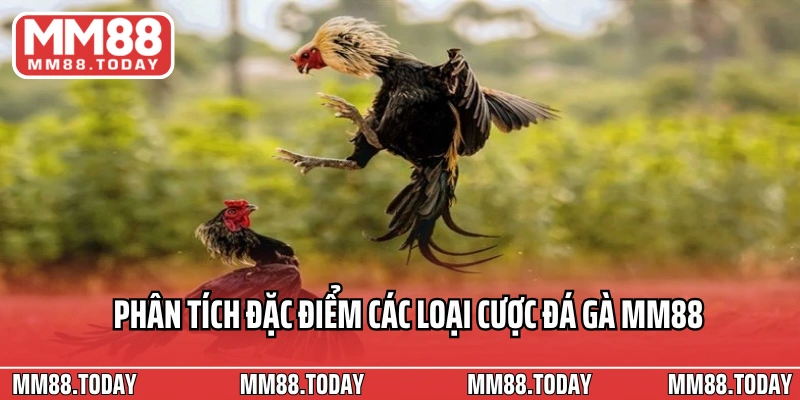 Phân tích đặc điểm các loại cược đá gà MM88