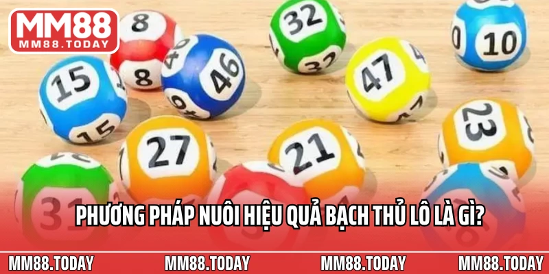 Phương pháp nuôi hiệu quả bạch thủ lô là gì?