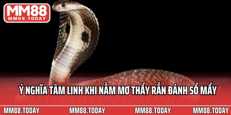 Ý nghĩa tâm linh khi nằm mơ thấy rắn đánh số mấy